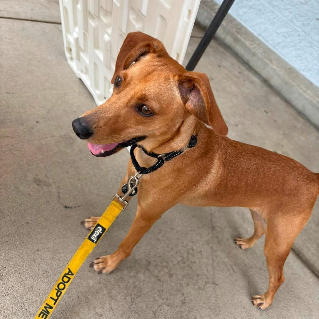 Anzu, a Adoptable Mixed Breed in Fredericksburg, VA image 3/4