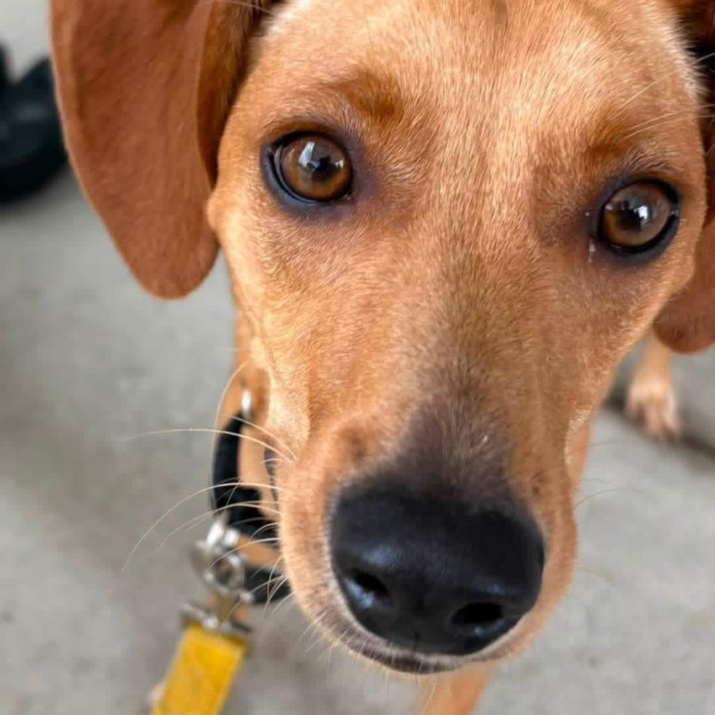 Anzu, a Adoptable Mixed Breed in Fredericksburg, VA image 4/4
