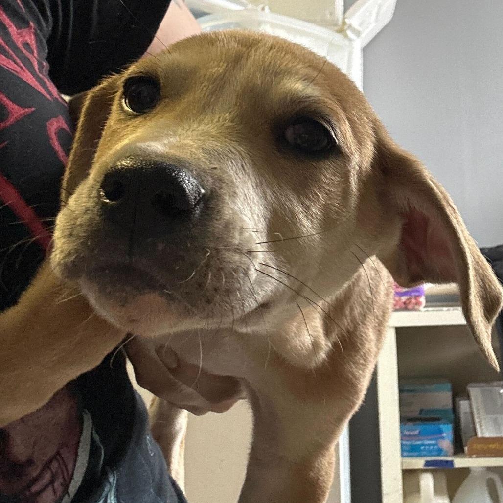 Suge, Adoptable, Puppy Male Mixed Breed.