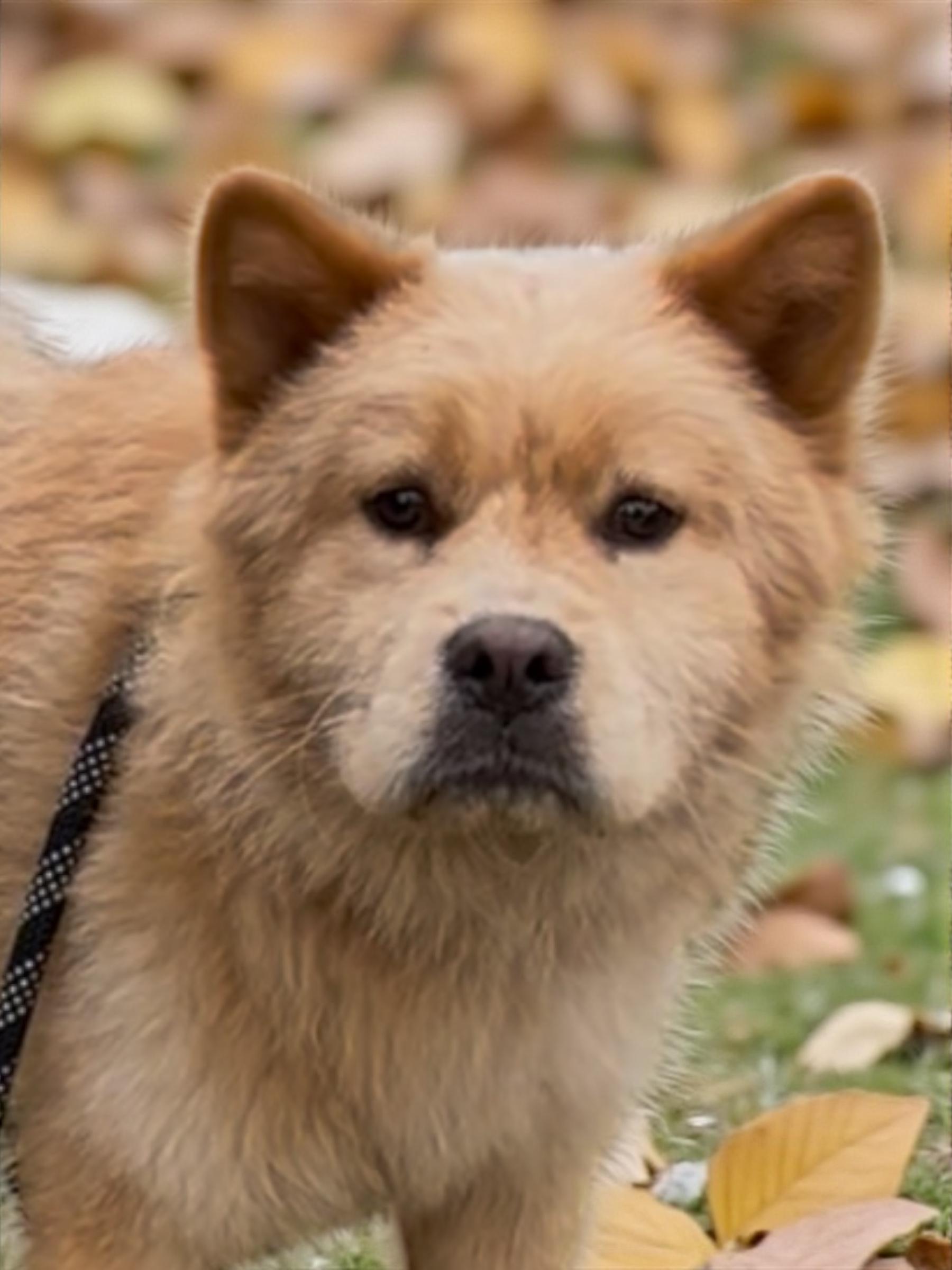 Honey, Adoptable, Adult Female Chow Chow.