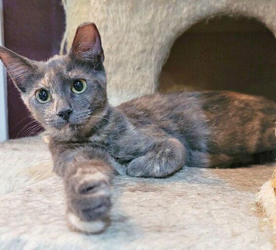 Enlarge Laureli, a Adoptable Domestic Short Hair in Frisco, TX image 1/3