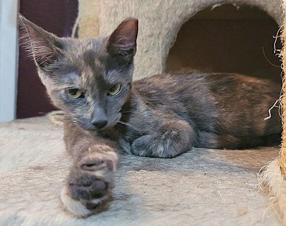 Enlarge Laureli, a Adoptable Domestic Short Hair in Frisco, TX image 3/3