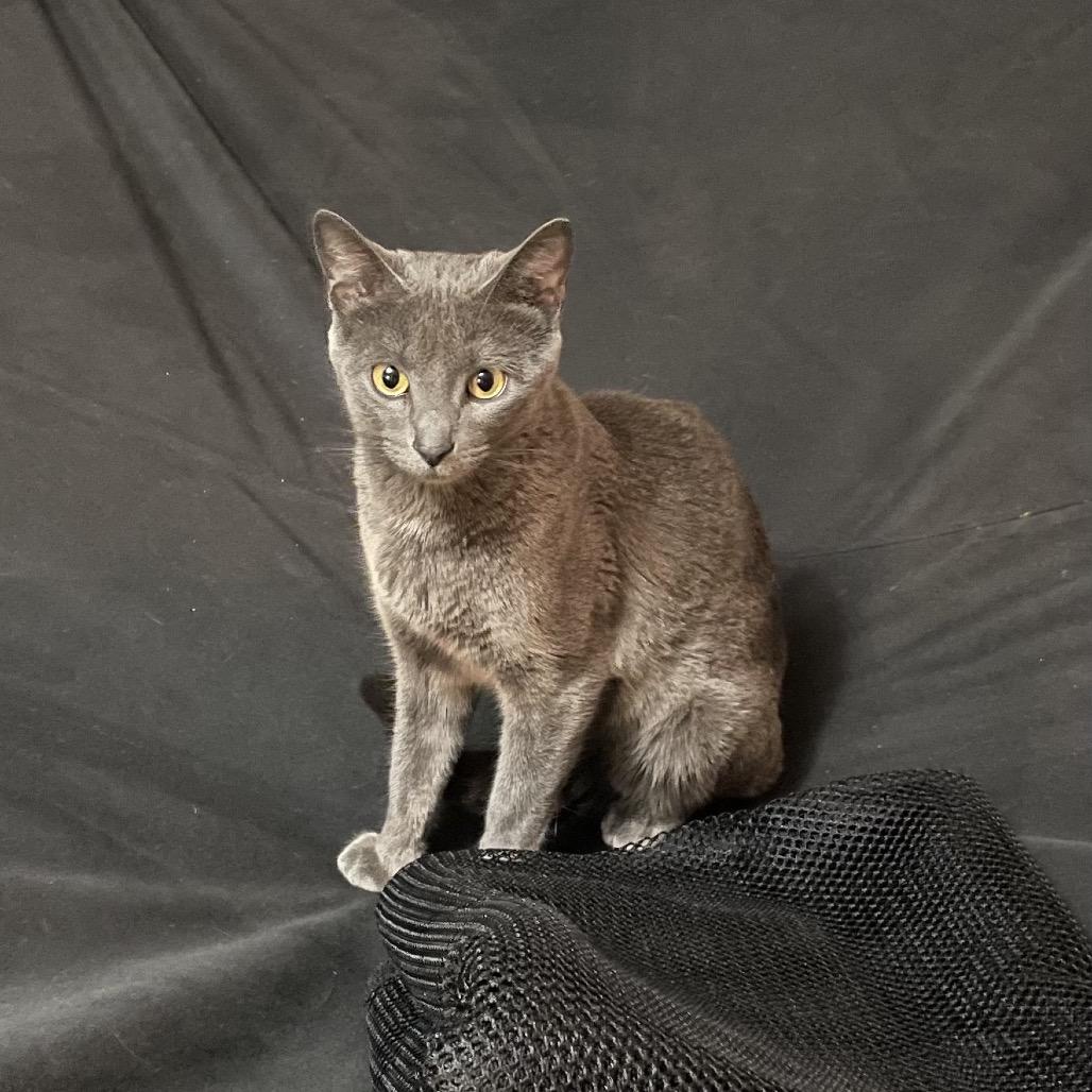 Ragu, Adoptable, Adult Female Domestic Short Hair.