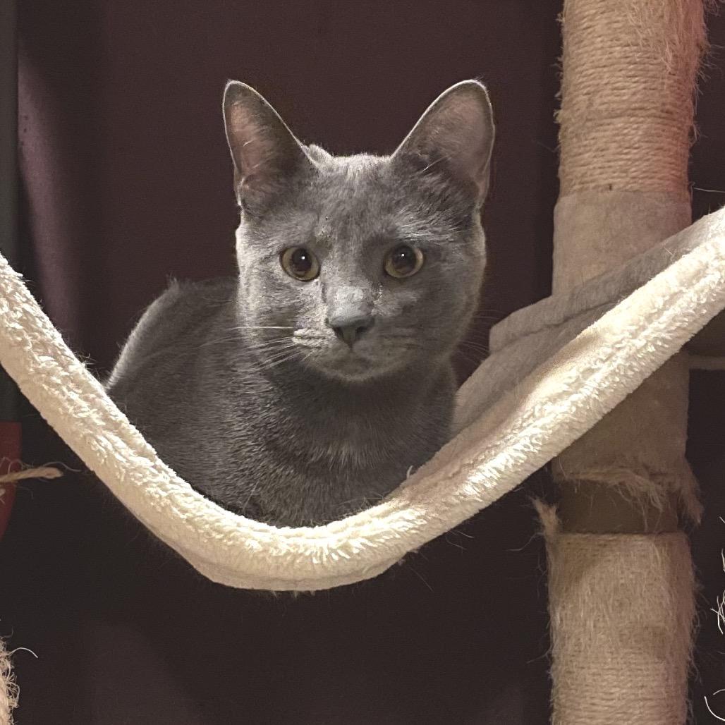 Enlarge Ragu, a Adoptable Domestic Short Hair in Franklin, TN image 2/6