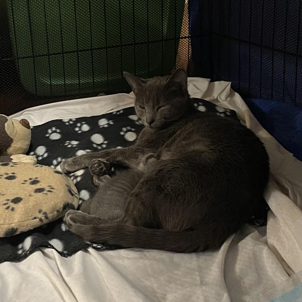 Enlarge Ragu, a Adoptable Domestic Short Hair in Franklin, TN image 3/6