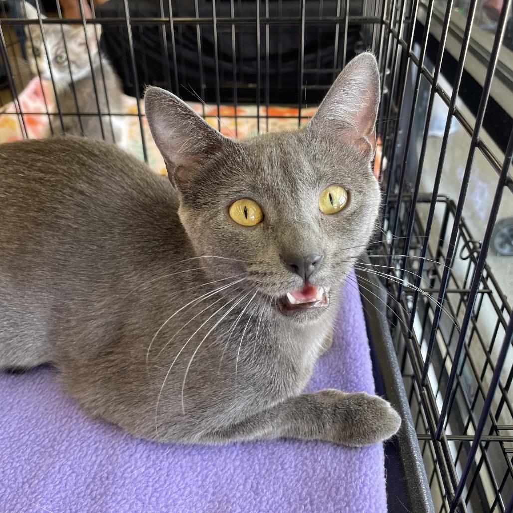 Enlarge Ragu, a Adoptable Domestic Short Hair in Franklin, TN image 4/6