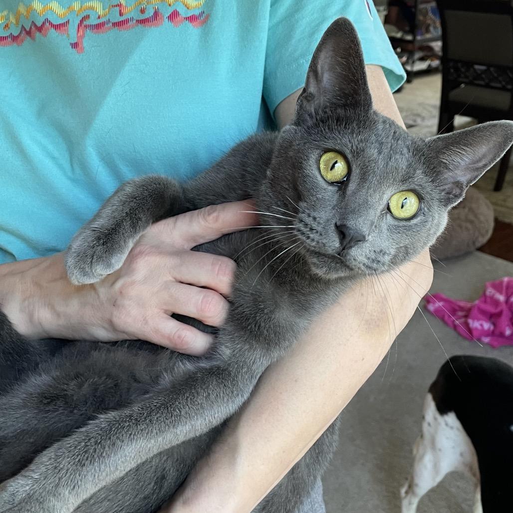 Enlarge Ragu, a Adoptable Domestic Short Hair in Franklin, TN image 5/6