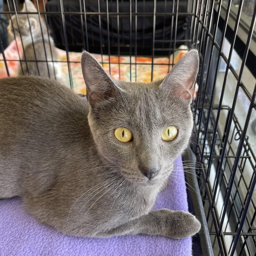 Enlarge Ragu, a Adoptable Domestic Short Hair in Franklin, TN image 6/6