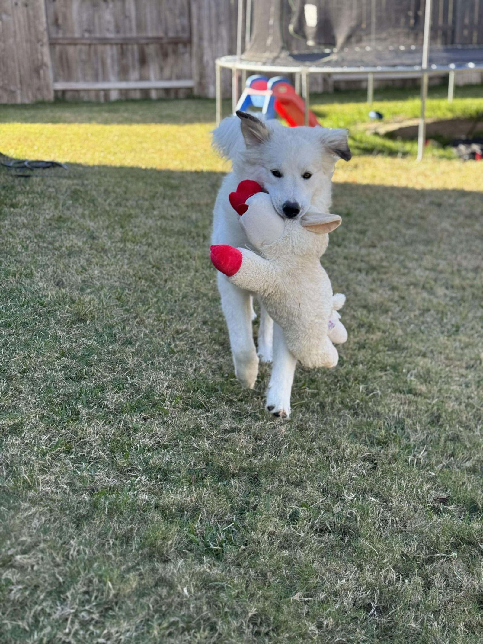 Canelo, Adopted, Young Male Great Pyrenees.