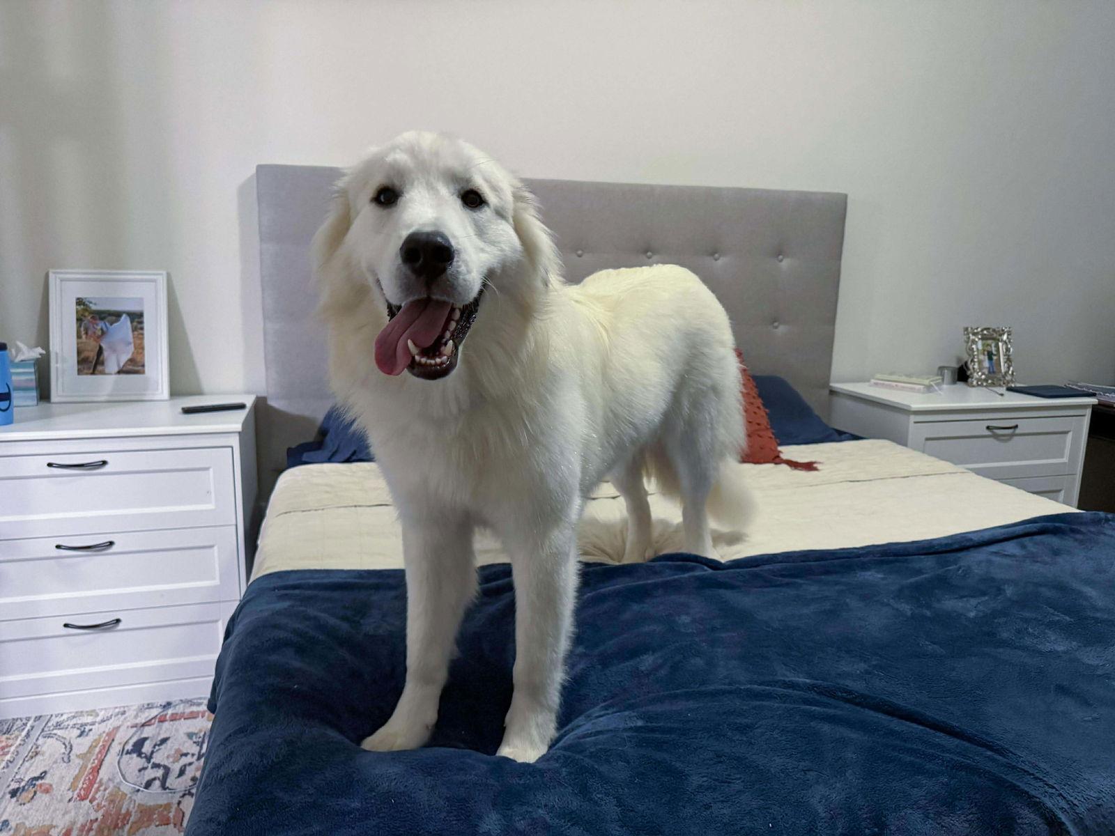Enlarge Canelo, a Adopted Great Pyrenees in Houston, TX image 3/3