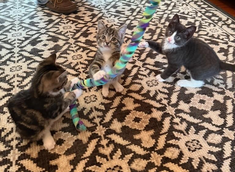 Family of 4 super sweet kittens in foster care, an adopted mixed breed in Mendham, NJ image 2/3