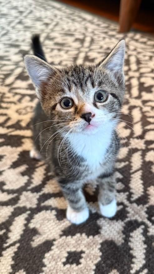Family of 4 super sweet kittens in foster care, an adopted mixed breed in Mendham, NJ image 1/3