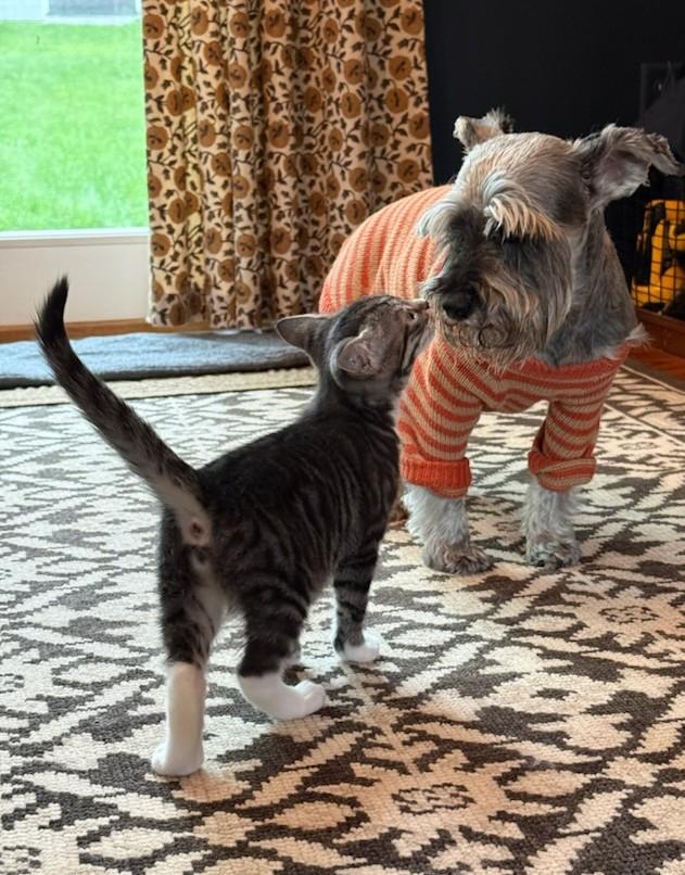 Family of 4 super sweet kittens in foster care, an adopted mixed breed in Mendham, NJ image 3/3