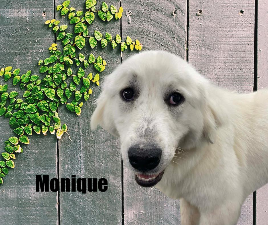 Enlarge Monique, a ADOPTABLE Great Pyrenees in Marshville, NC image 1/2