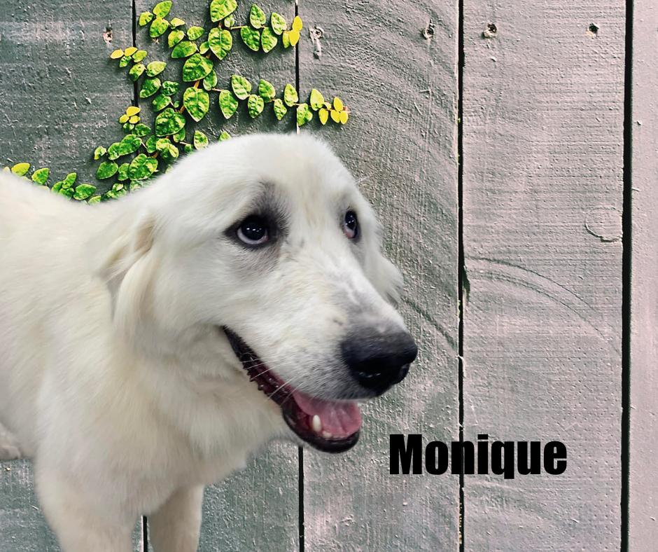 Enlarge Monique, a ADOPTABLE Great Pyrenees in Marshville, NC image 2/2
