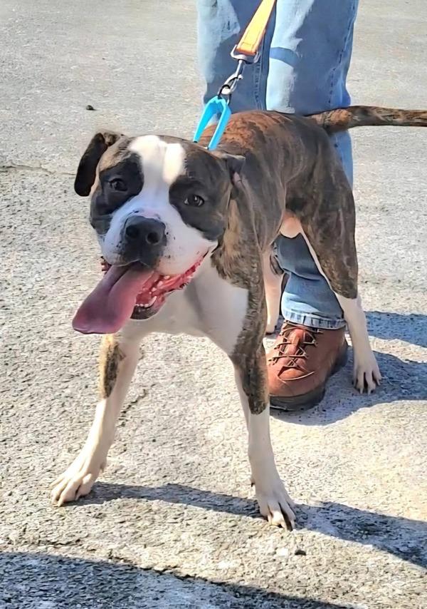 Enlarge Oreo, a Adoptable mixed breed in Millersville, MD image 1/2