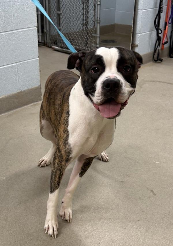 Enlarge Oreo, a Adoptable mixed breed in Millersville, MD image 2/2