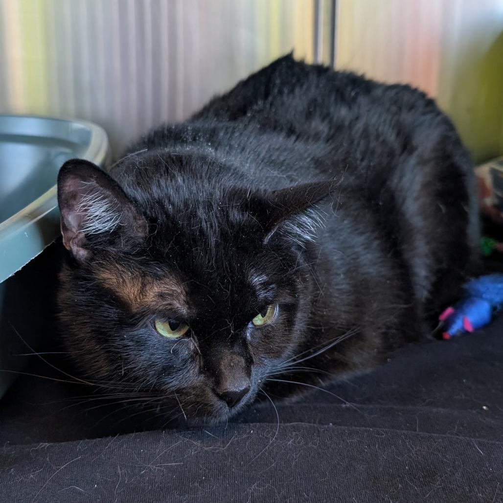 Loki, Adoptable, Adult Male Domestic Short Hair.