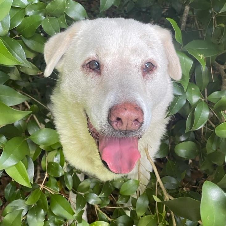 Snowbee — thumbnail 3