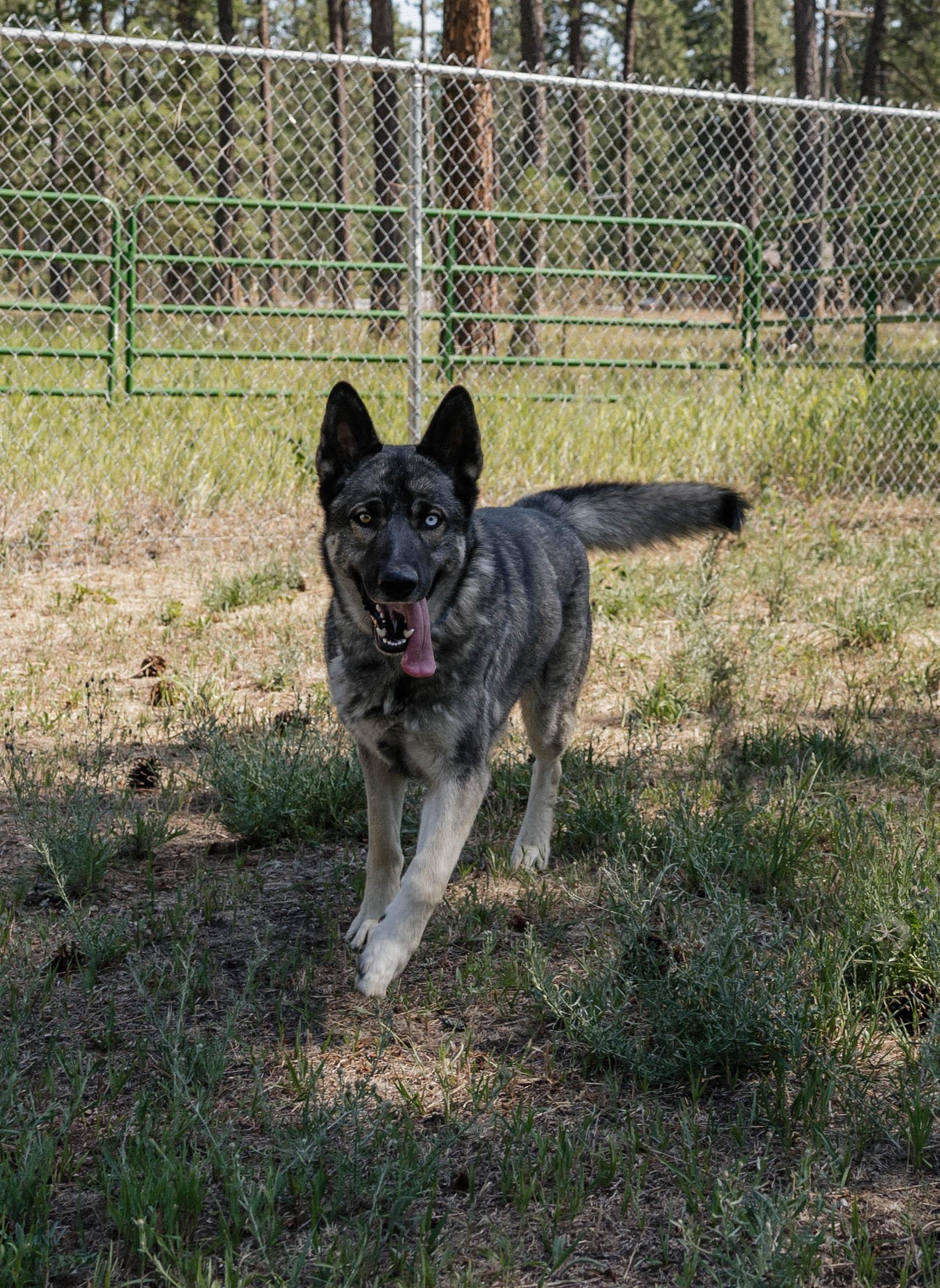 Achilles, an adoptable German Shepherd Dog in Libby, MT, 59923 | Photo Image 3