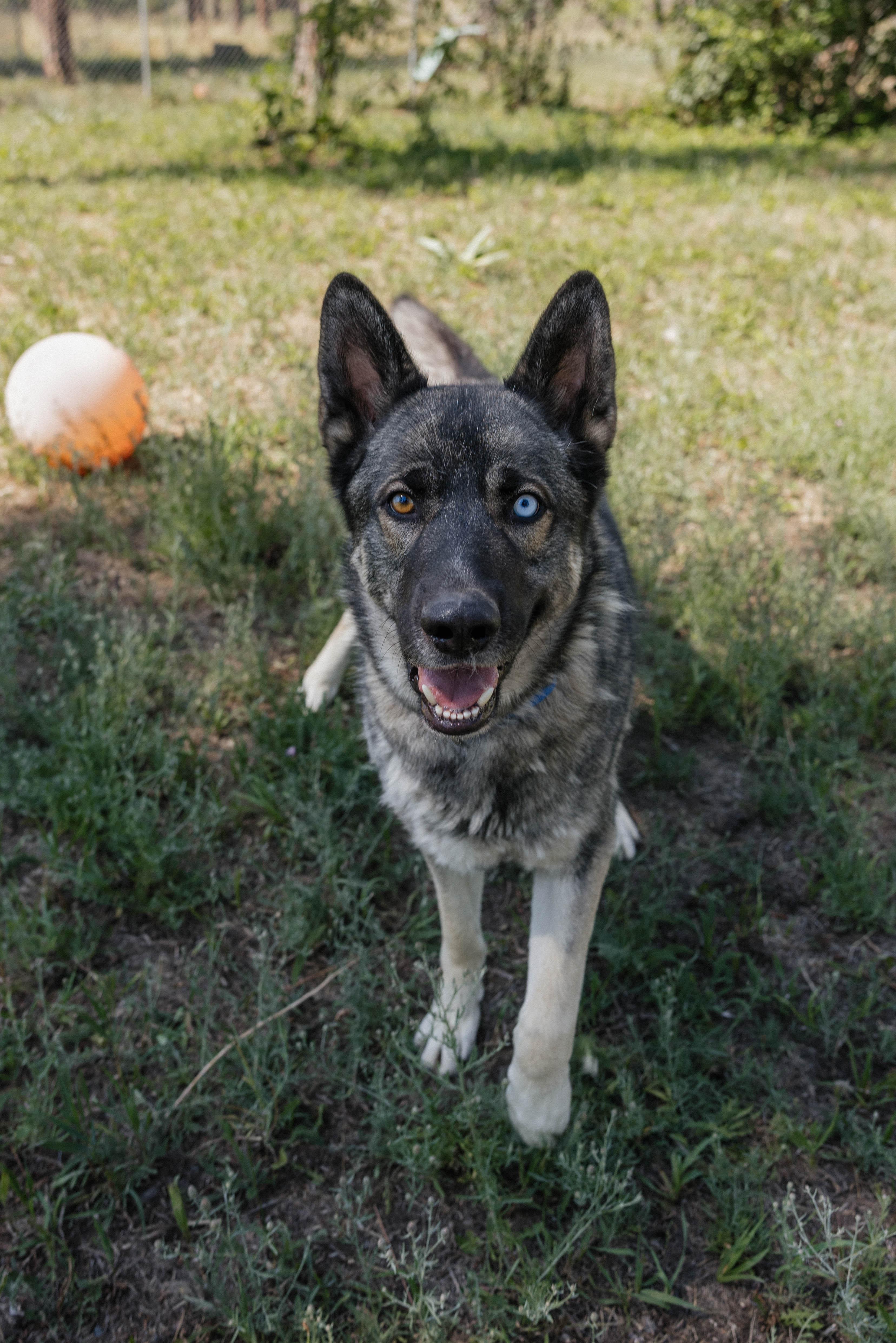Achilles, an adoptable German Shepherd Dog in Libby, MT, 59923 | Photo Image 2