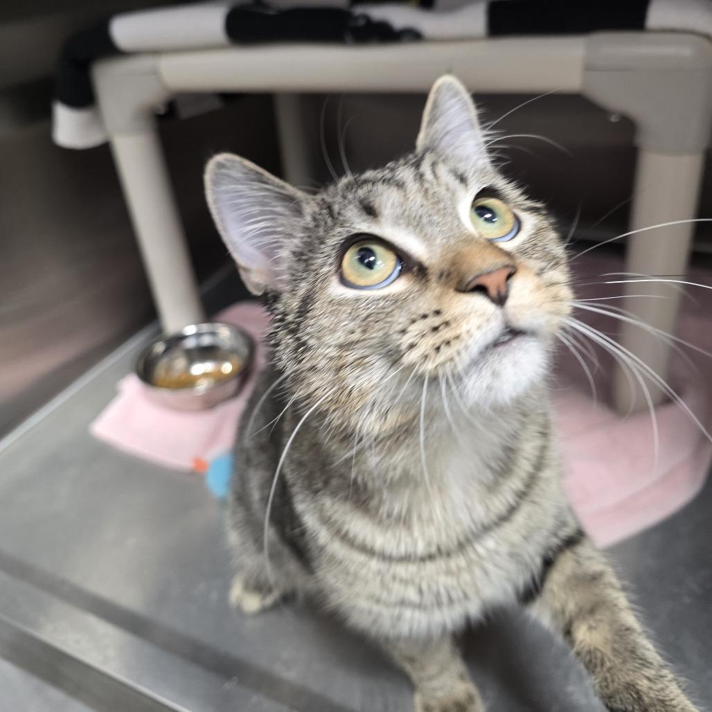 Enlarge Lilo, a Adoptable Domestic Short Hair in Fort Wayne, IN image 1/1