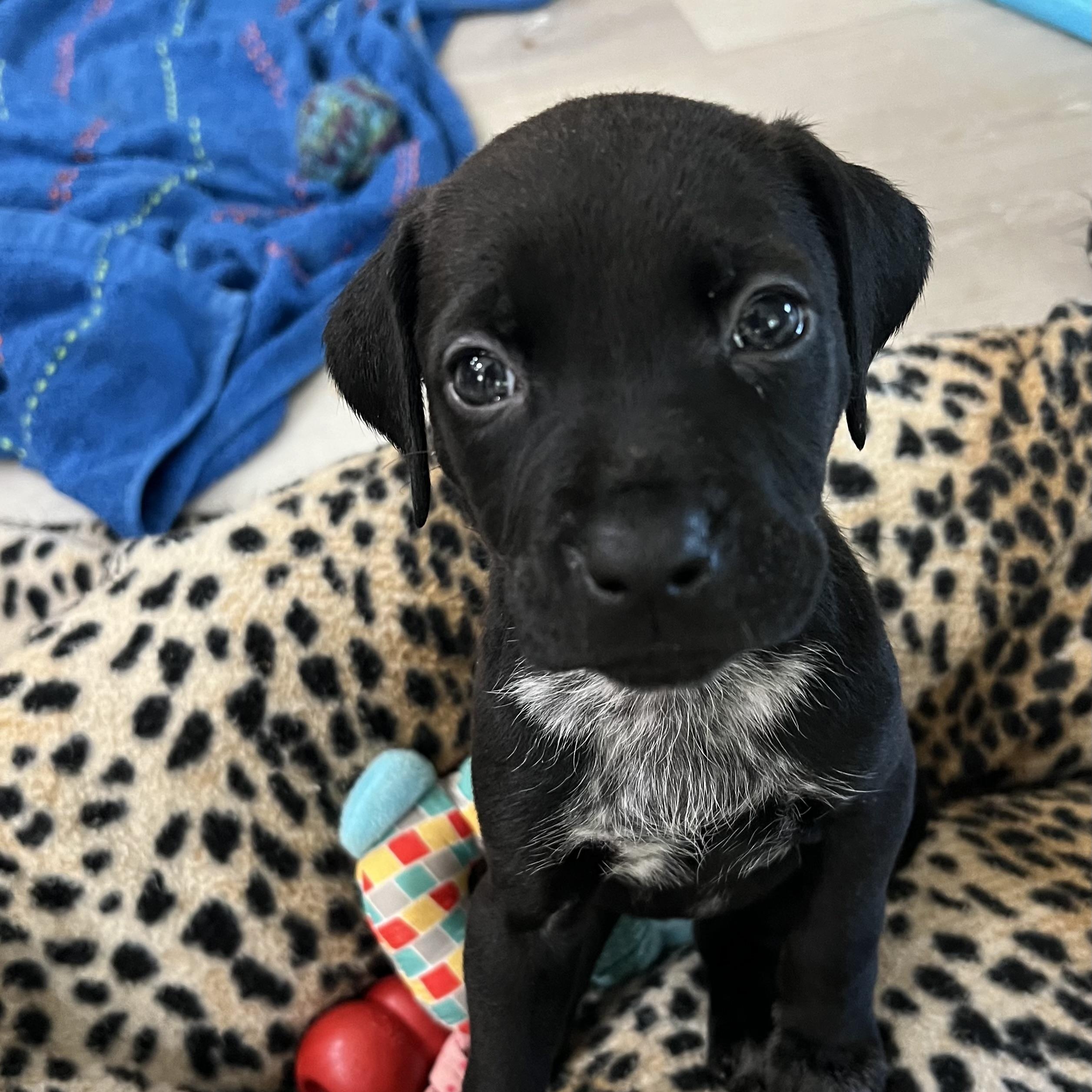 Birdie, adopted, Puppy Female Labrador Retriever & Plott Hound.