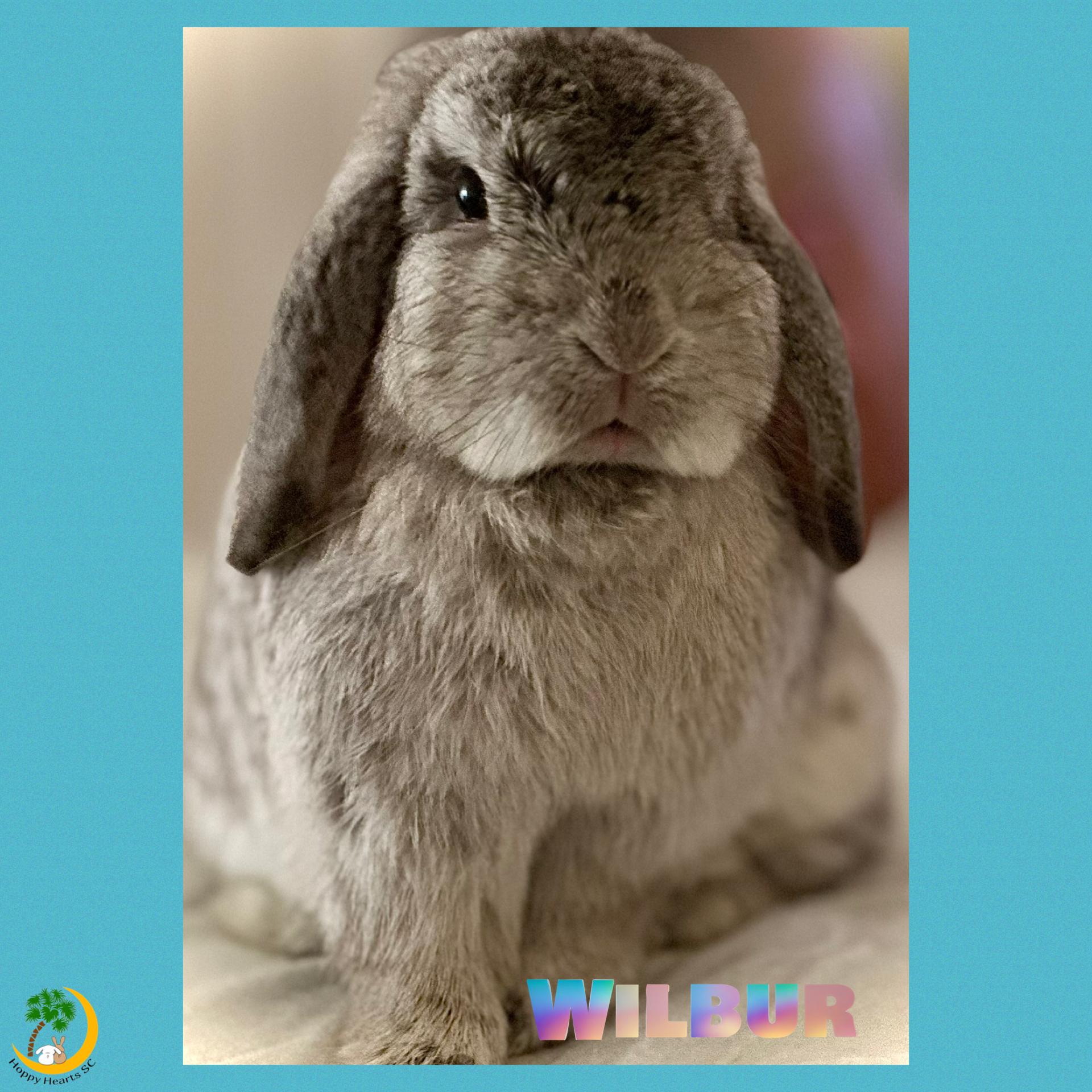 Wilbur, Adoptable, Senior Male Holland Lop.