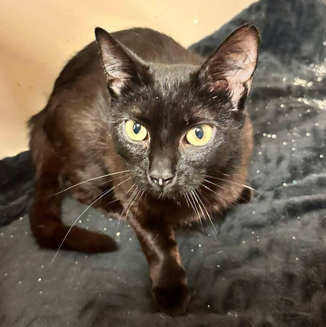 Sheba, a ADOPTABLE mixed breed in East Lansing, MI image 2/2