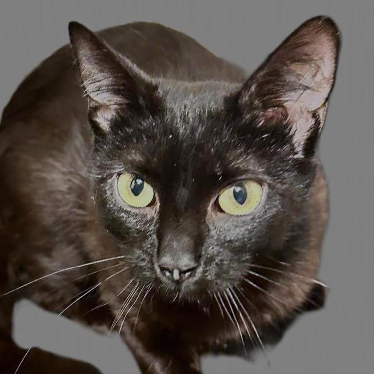 Sheba, a ADOPTABLE mixed breed in East Lansing, MI image 1/2