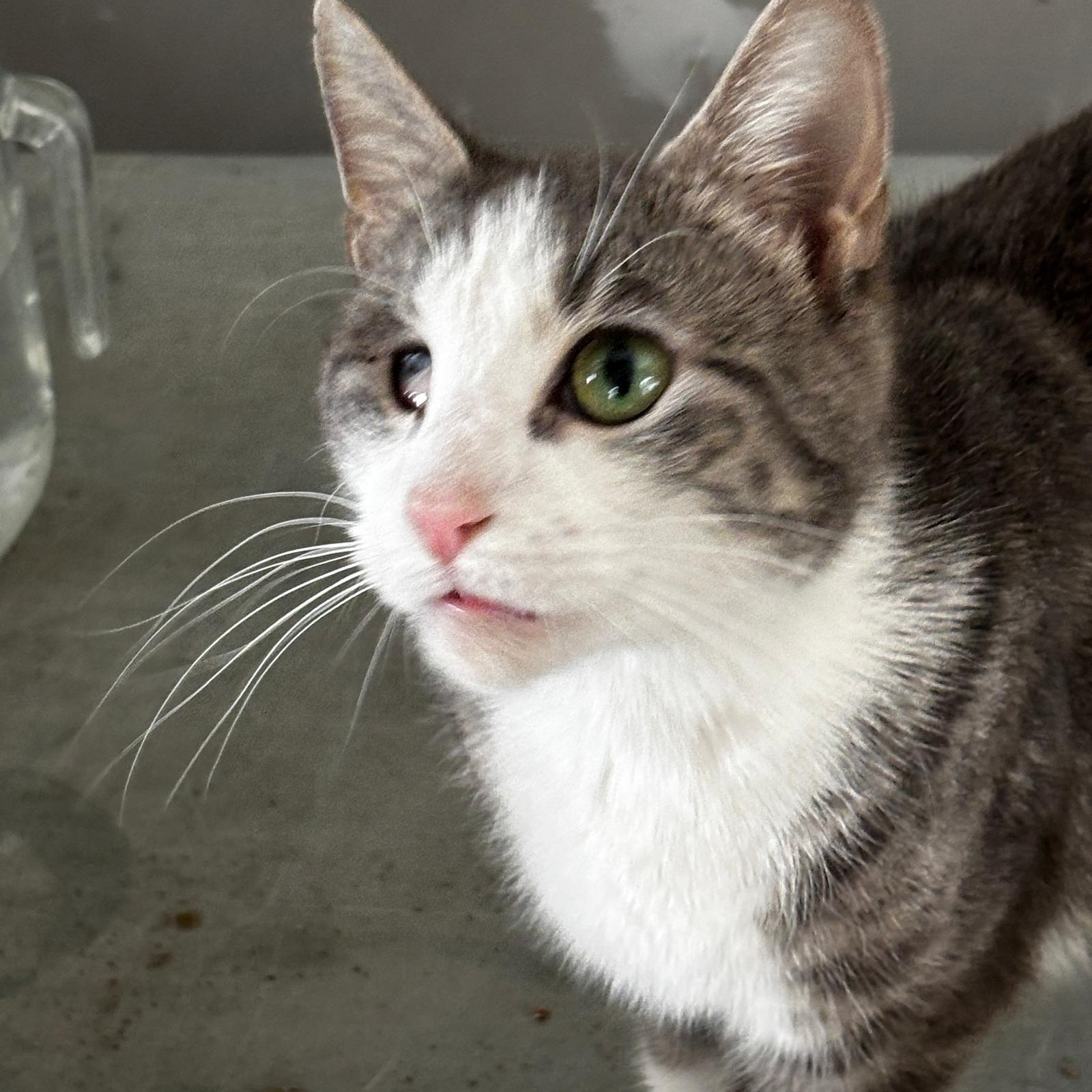 Enlarge Dolly, a ADOPTABLE Domestic Short Hair in Montclair, NJ image 3/4