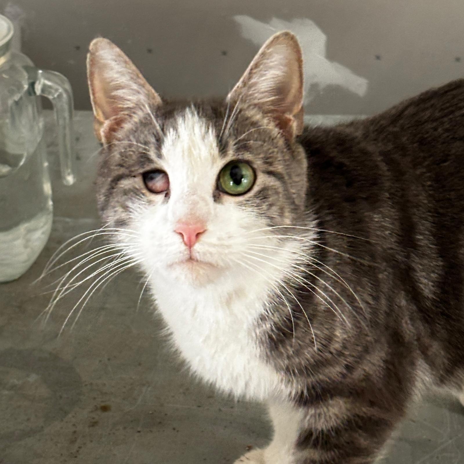 Dolly, ADOPTABLE, Adult Female Domestic Short Hair.