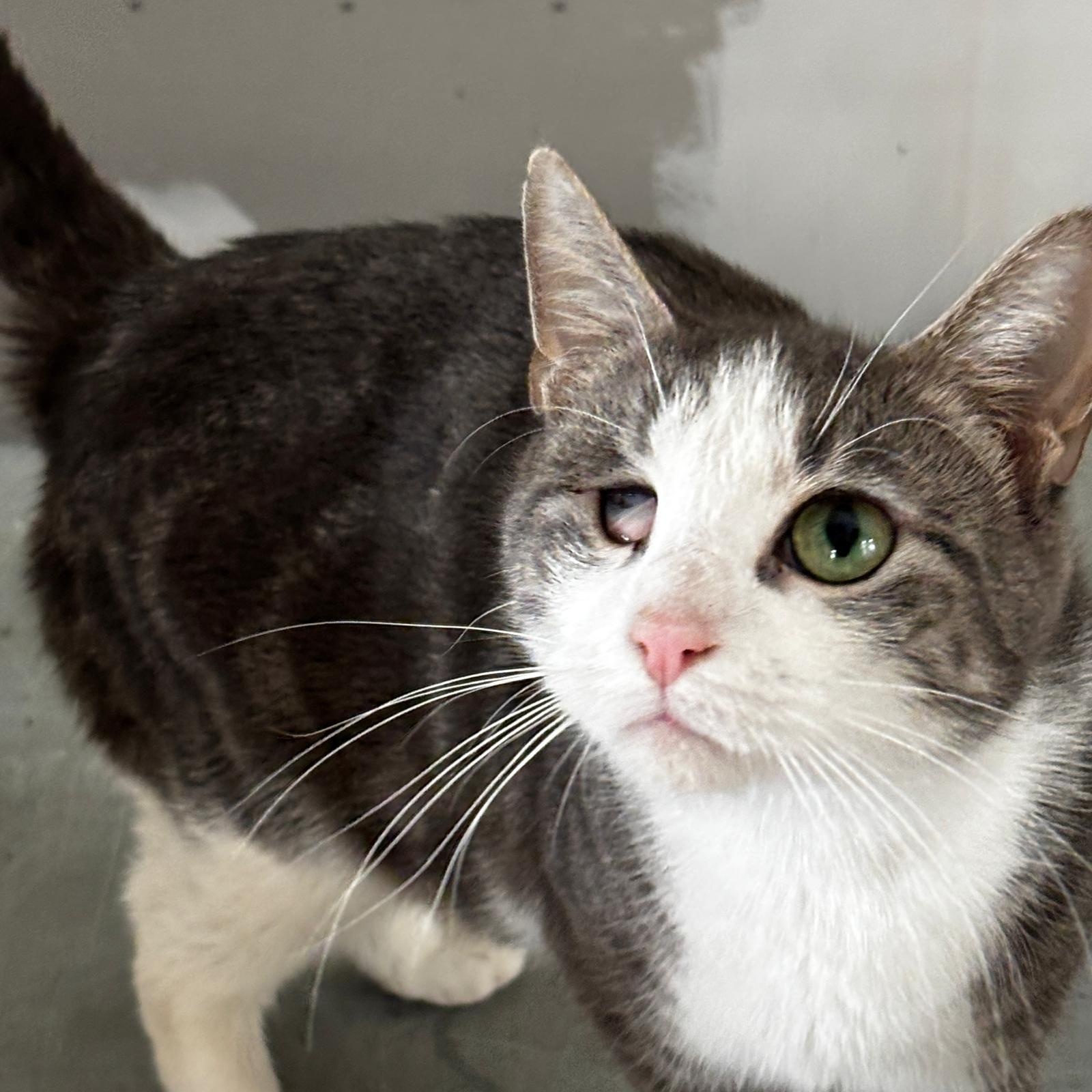 Dolly, ADOPTABLE, Adult Female Domestic Short Hair.