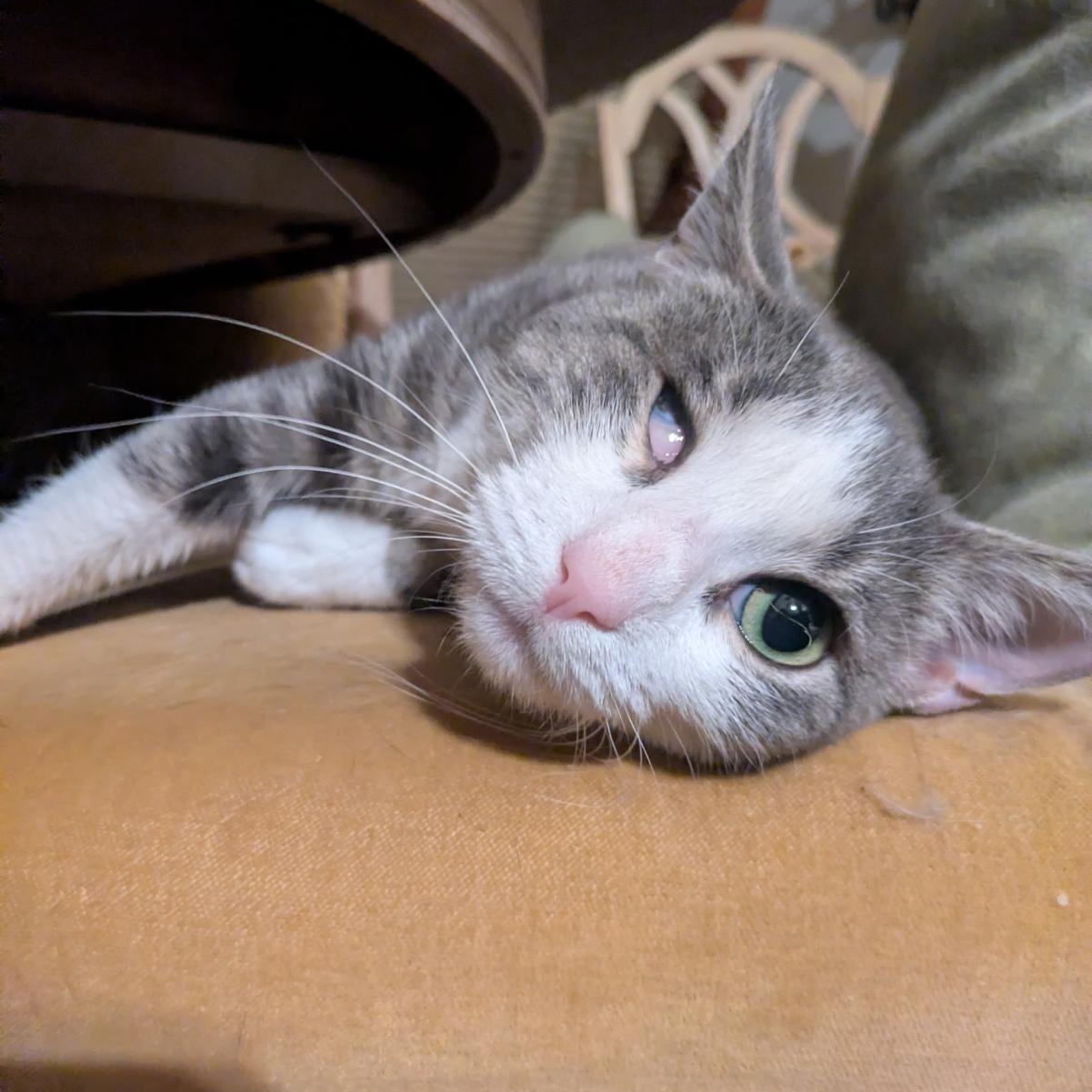 Enlarge Dolly, a ADOPTABLE Domestic Short Hair in Montclair, NJ image 4/4