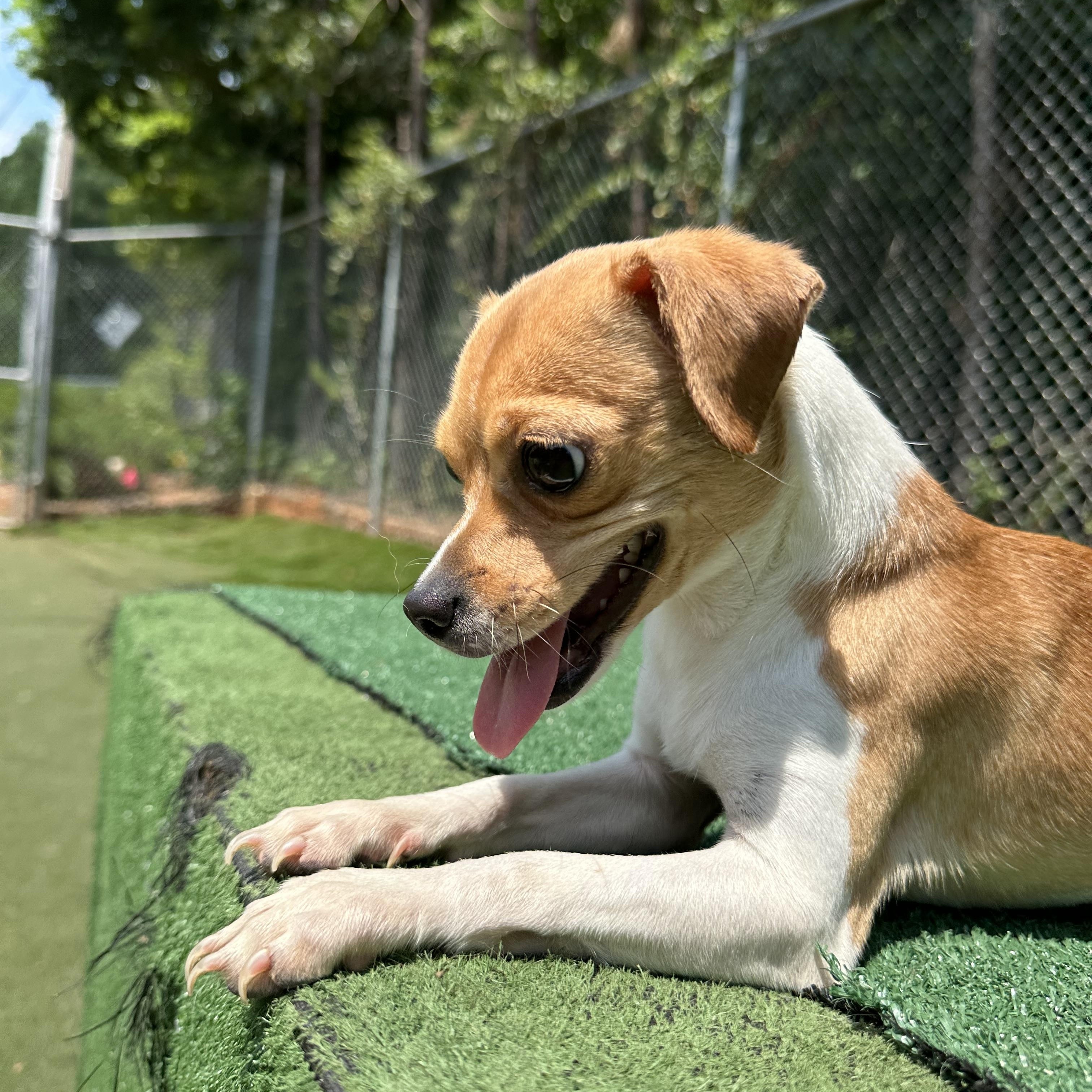 Pinto, a ADOPTABLE mixed breed in Charlotte, NC image 2/6