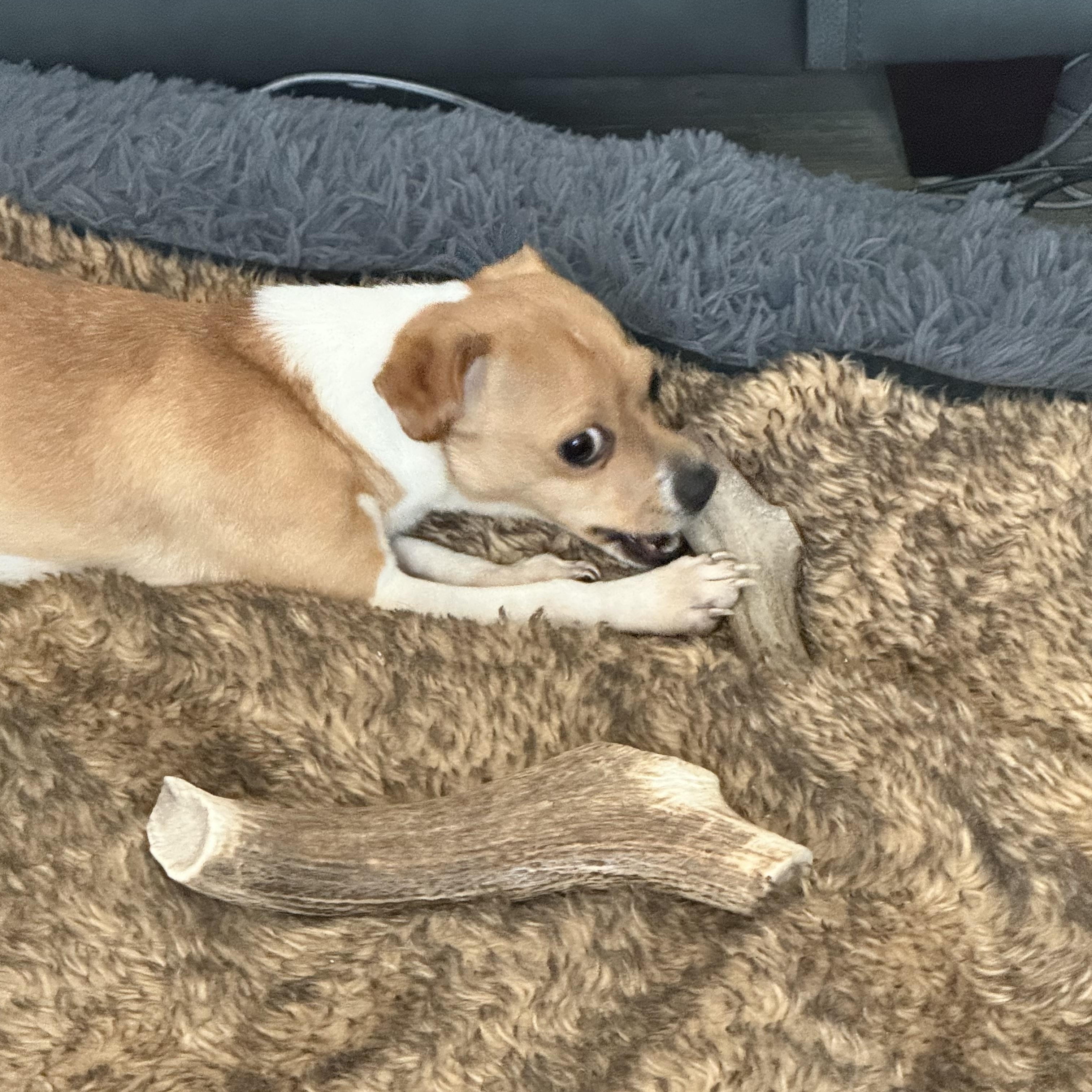 Pinto, a ADOPTABLE mixed breed in Charlotte, NC image 1/6