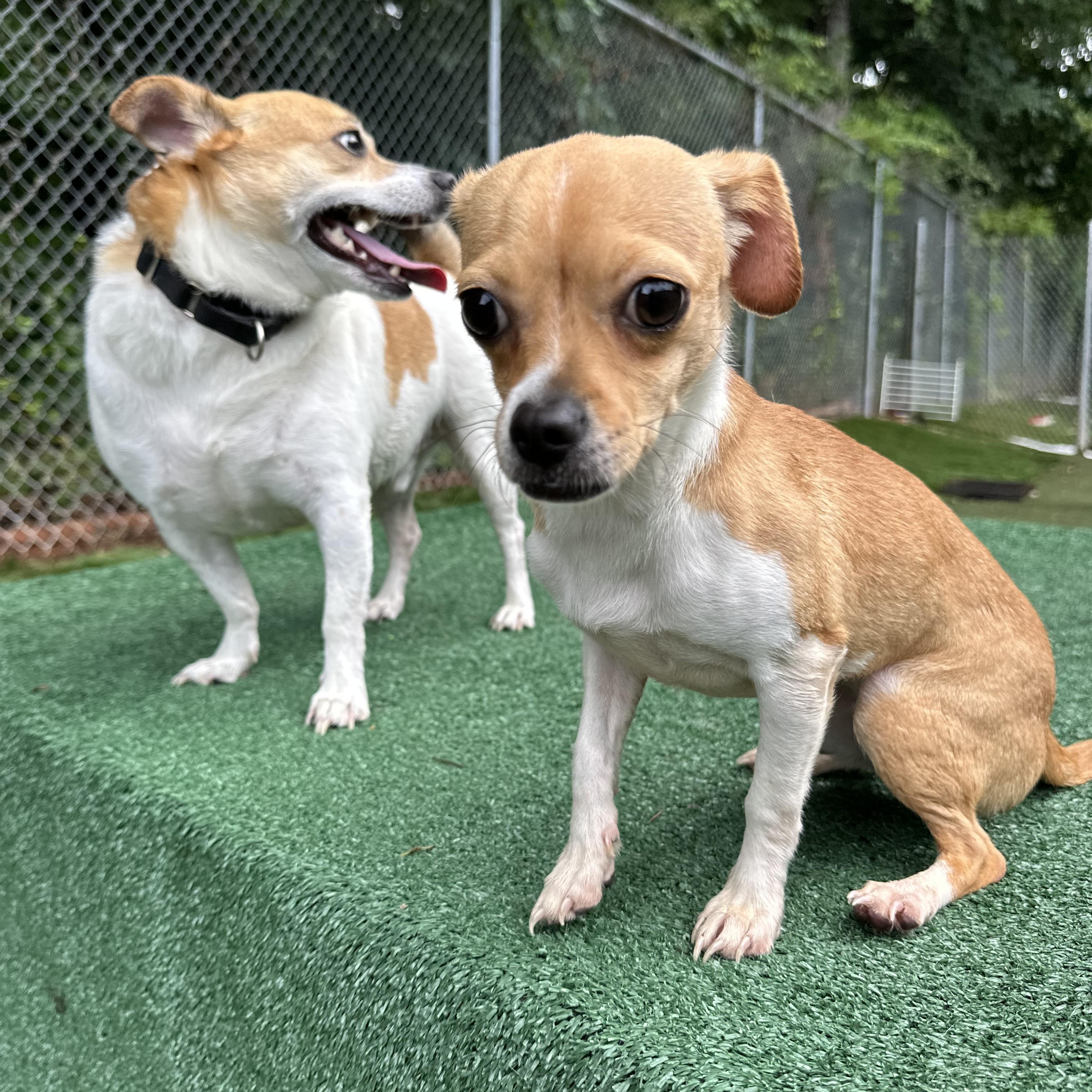 Pinto, a ADOPTABLE mixed breed in Charlotte, NC image 6/6