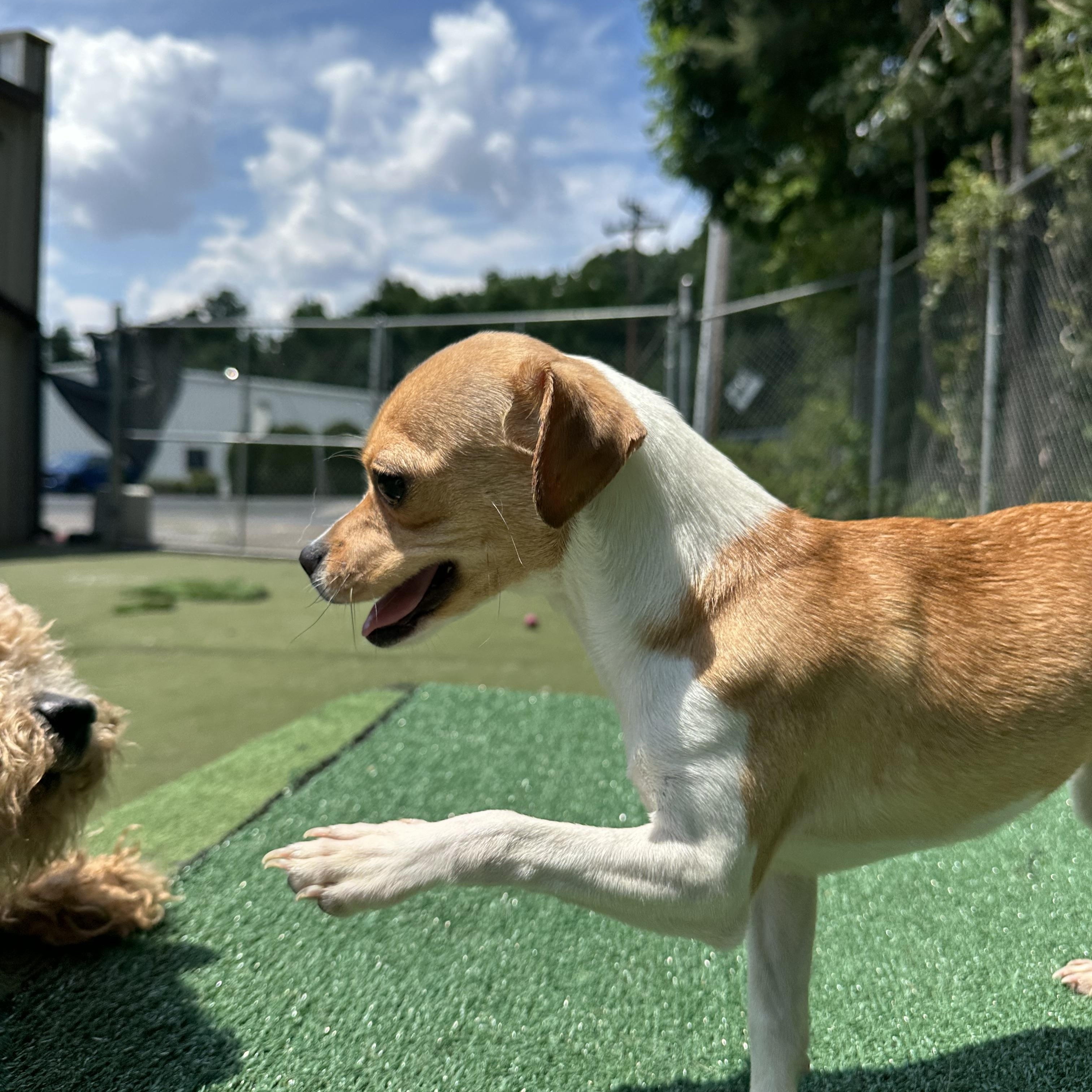 Pinto, a ADOPTABLE mixed breed in Charlotte, NC image 5/6