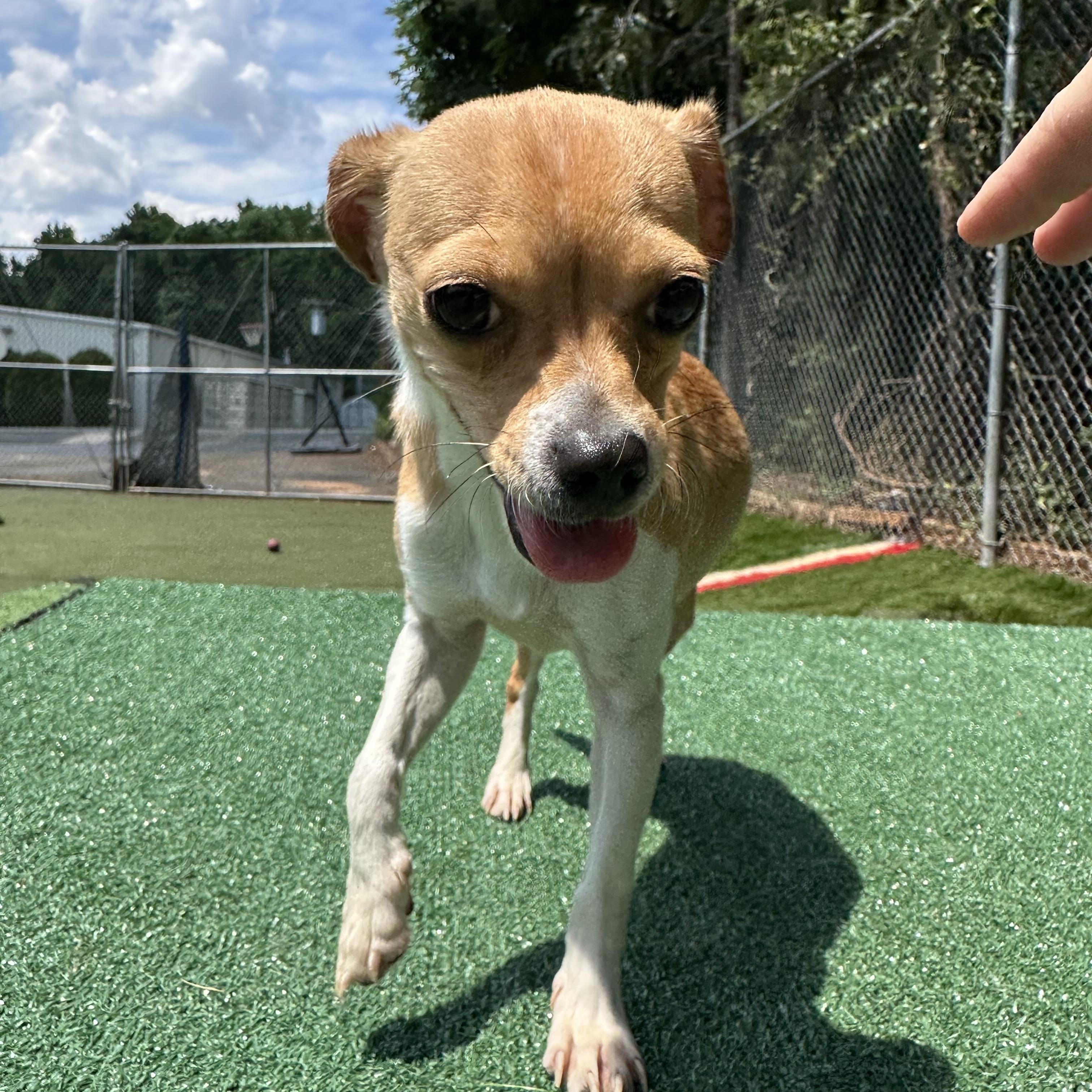 Pinto, a ADOPTABLE mixed breed in Charlotte, NC image 4/6