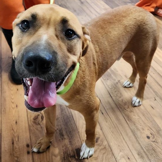 Buddy, Adoptable, Young Male Staffordshire Bull Terrier & Mixed Breed.