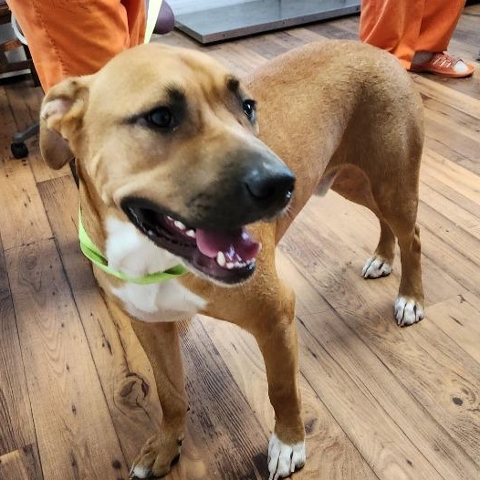 Enlarge Buddy, a Adoptable mixed breed in Fayetteville, TN image 2/2