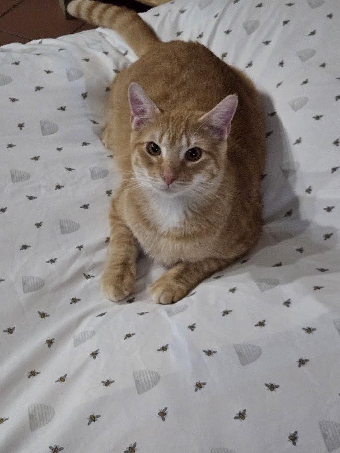 Enlarge Beckett, a ADOPTABLE mixed breed in Miami Beach, FL image 2/3