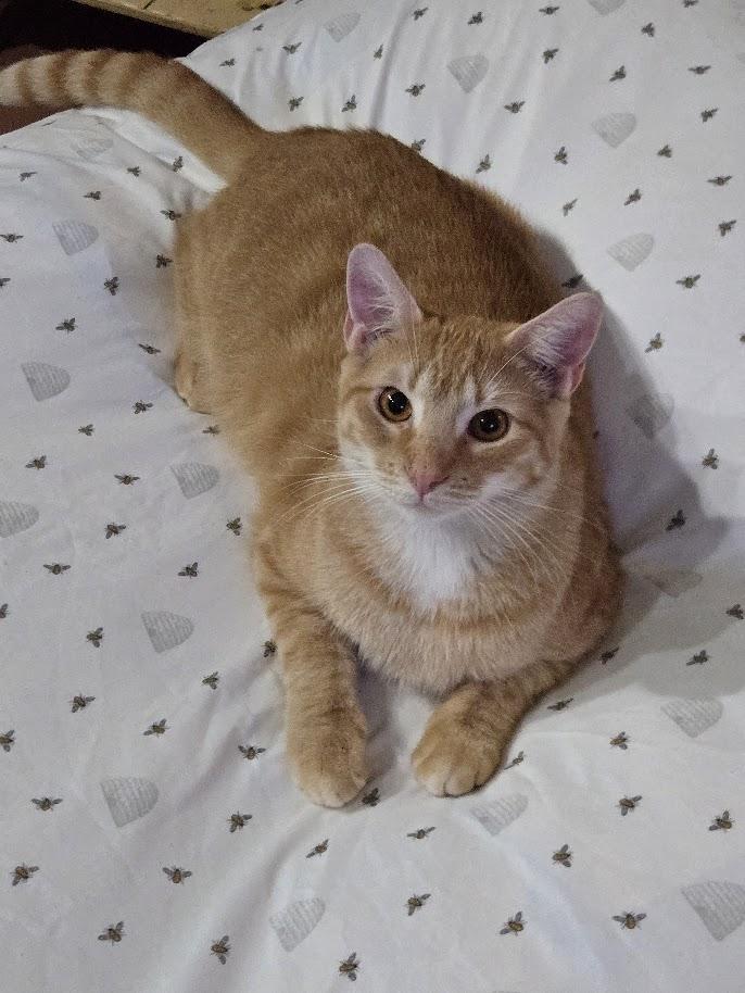 Enlarge Beckett, a ADOPTABLE mixed breed in Miami Beach, FL image 1/3