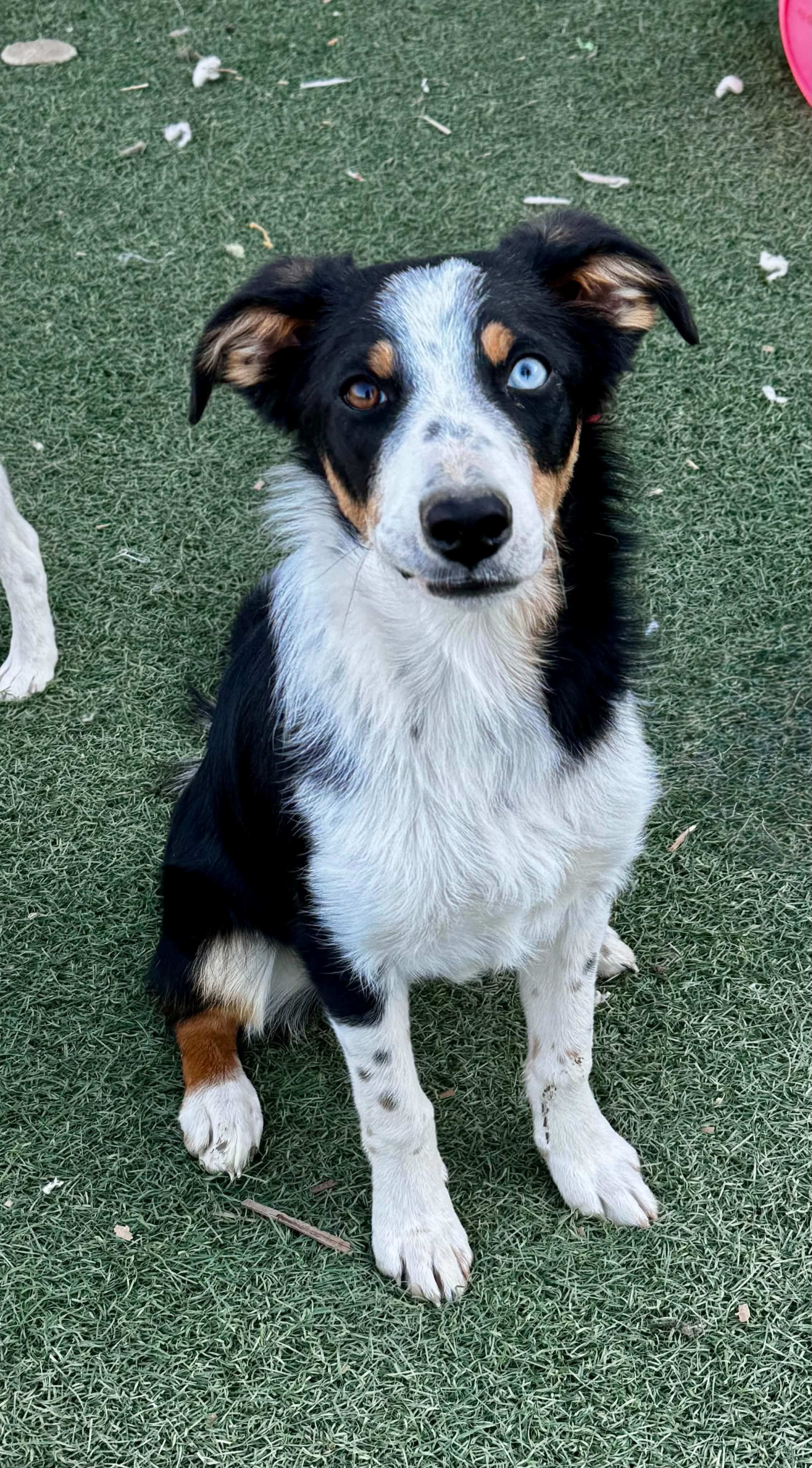Jasper, an adopted mixed breed in Bend, OR image 2/2