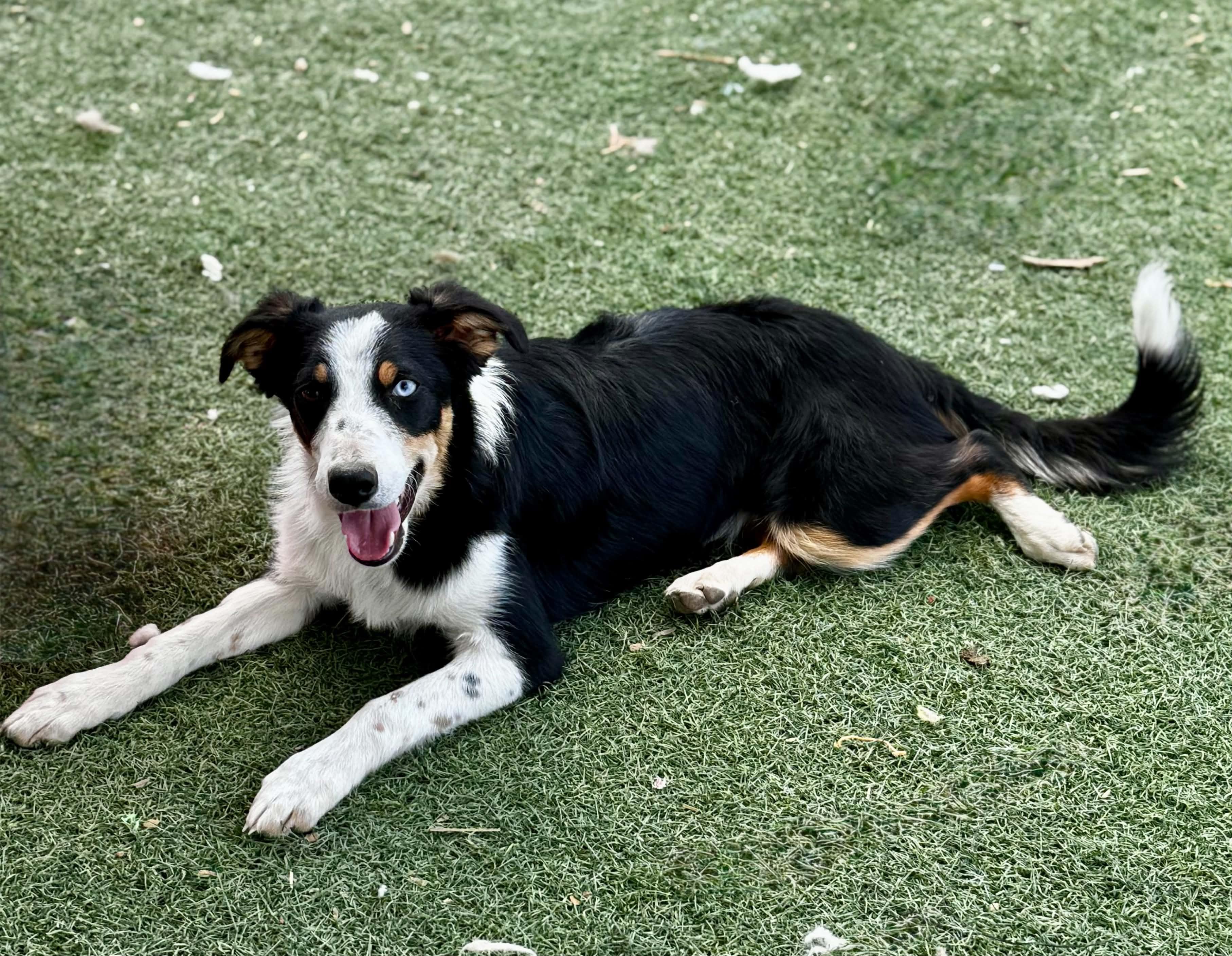 Jasper, adopted, Puppy Male Border Collie.