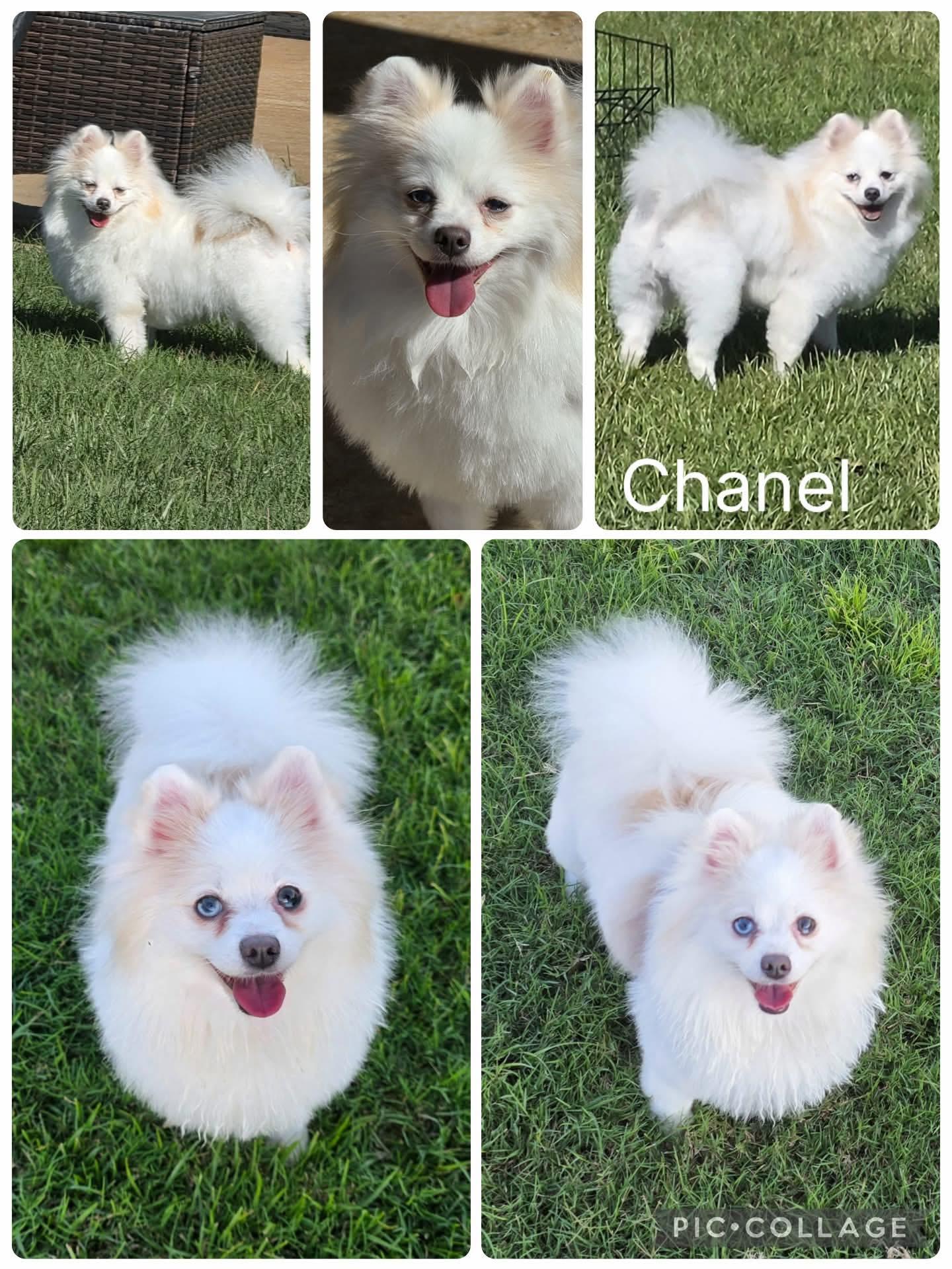 Enlarge Chanel, a Adopted Pomeranian in Enterprise, AL image 1/1
