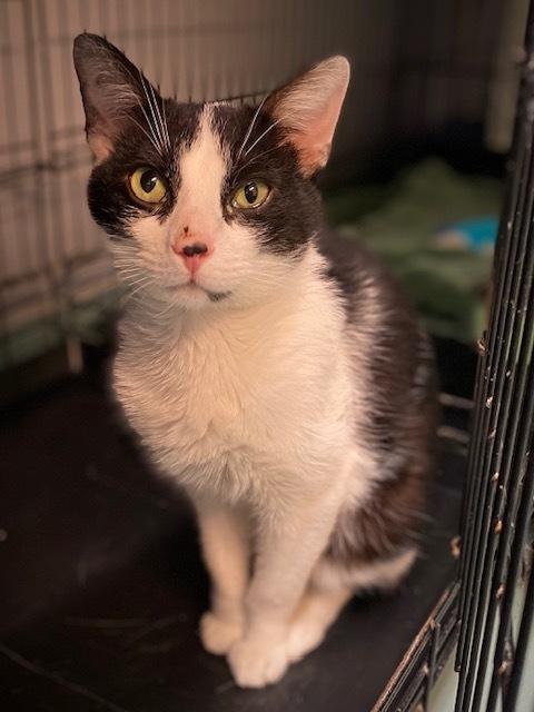 Ricardo, Adoptable, Adult Male Domestic Short Hair.