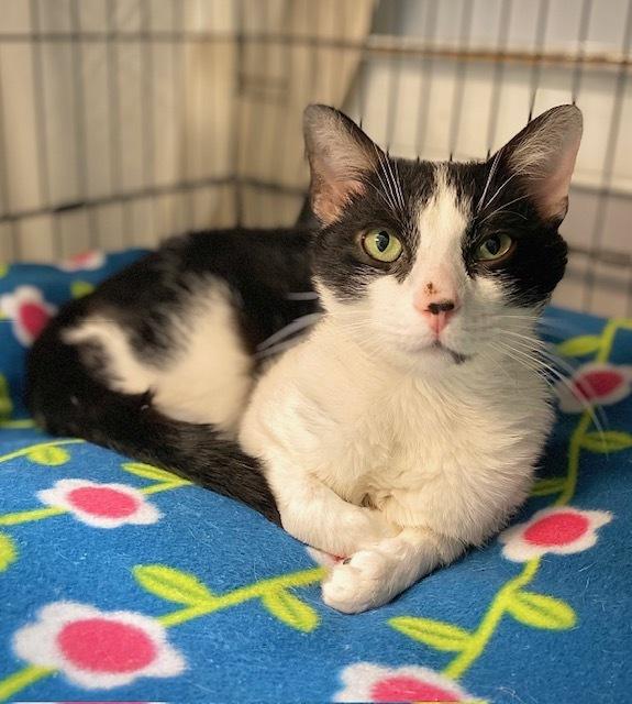 Ricardo, a Adoptable Domestic Short Hair in Duxbury, MA image 2/2