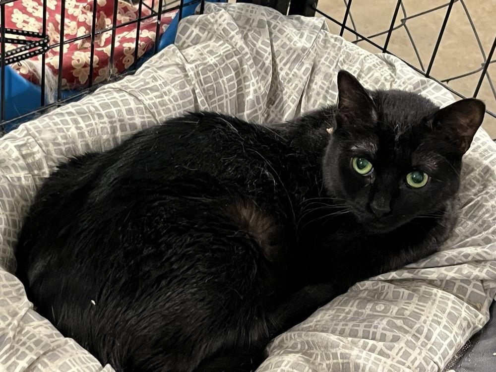 Spork (BONDED PAIR), Adoptable, Young Female Domestic Short Hair.