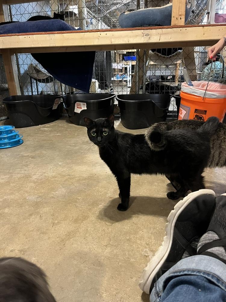 Enlarge Spork (BONDED PAIR), a Adoptable Domestic Short Hair in Bolton, CT image 2/5